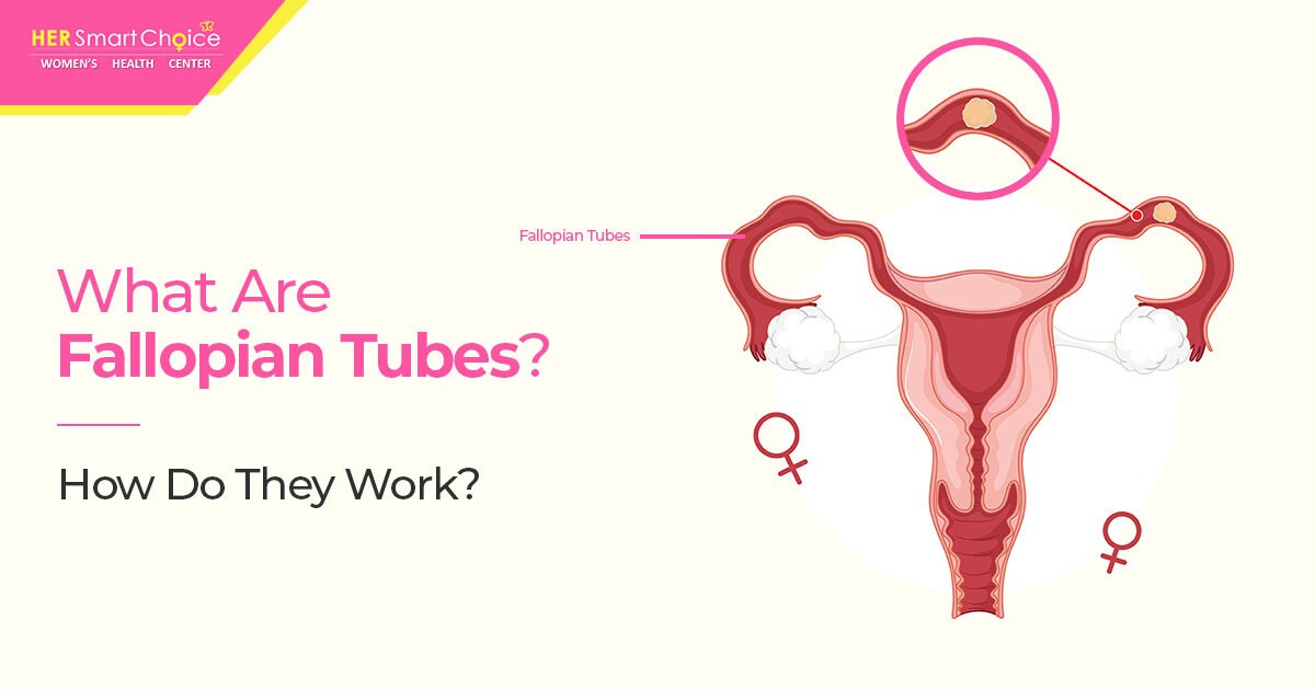 What are fallopian tubes?